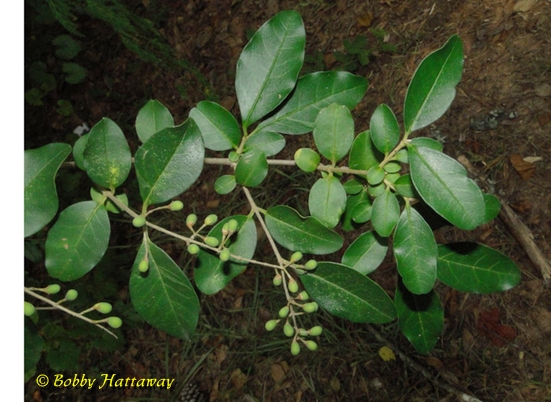 {Ligustrum sinense}